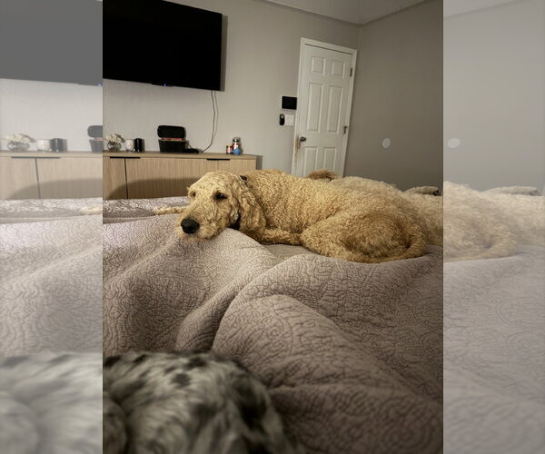 Medium Photo #7 Goldendoodle Puppy For Sale in Orlando, FL, USA