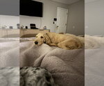 Small #6 Goldendoodle