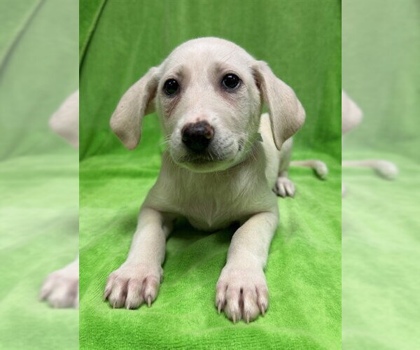 Medium Photo #1 Great Pyrenees-Unknown Mix Puppy For Sale in Conroe, TX, USA