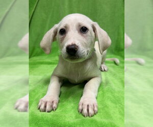Great Pyrenees-Unknown Mix Dogs for adoption in Conroe, TX, USA
