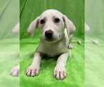 Small Great Pyrenees Mix