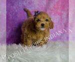 Small Photo #14 Goldendoodle (Miniature) Puppy For Sale in WARSAW, IN, USA