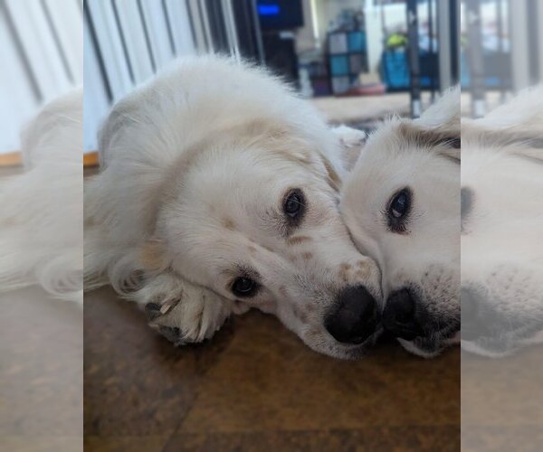 Medium Photo #5 Great Pyrenees Puppy For Sale in Garland, TX, USA