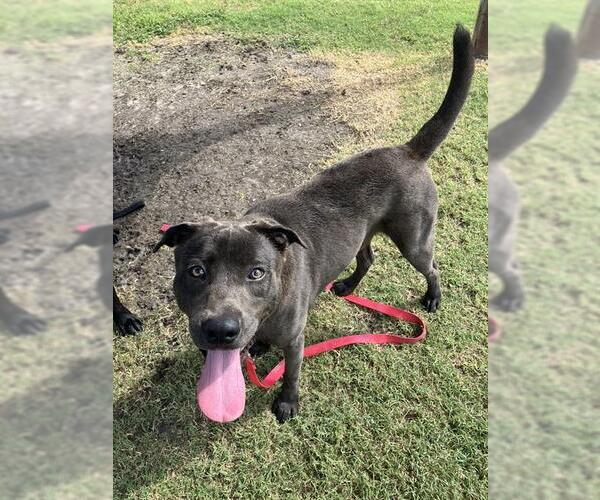 Medium Photo #1 Labrador Retriever-Unknown Mix Puppy For Sale in Corpus Christi, TX, USA