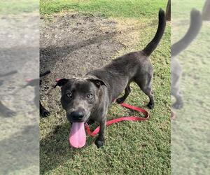 Labrador Retriever-Unknown Mix Dogs for adoption in Corpus Christi, TX, USA