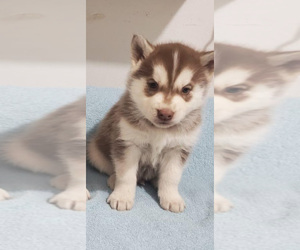 Siberian Husky Puppy for sale in SANFORD, NC, USA
