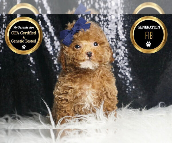 Medium Photo #76 Maltipoo Puppy For Sale in WARSAW, IN, USA