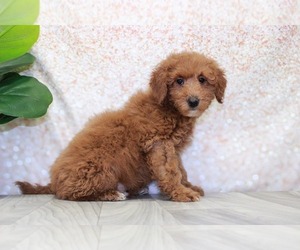 Goldendoodle (Miniature) Puppy for sale in MARIETTA, GA, USA