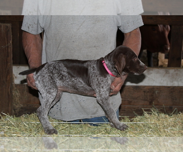 Medium Photo #6 German Shorthaired Pointer Puppy For Sale in SANGER, CA, USA