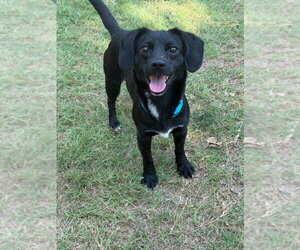 Chiweenie Dogs for adoption in Great Bend, KS, USA