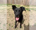 Small #1 Labrador Retriever Mix