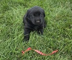Litter of 5 - Male(s) and Female(s) Golden LabradorLitter of Puppies for Sale - Photo #2
