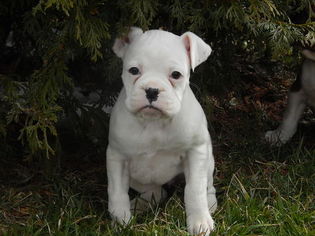 Boxer Puppy for sale in DANVILLE, OH, USA
