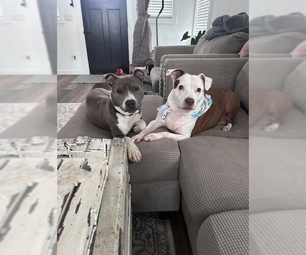 Medium Photo #10 Mutt Puppy For Sale in Cape May, NJ, USA