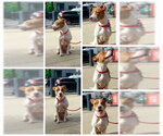 Small #1 American Staffordshire Terrier