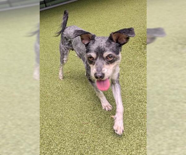 Medium Photo #2 Havanese-Unknown Mix Puppy For Sale in San Martin, CA, USA