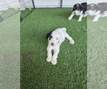 Puppy Lemieux Sheepadoodle
