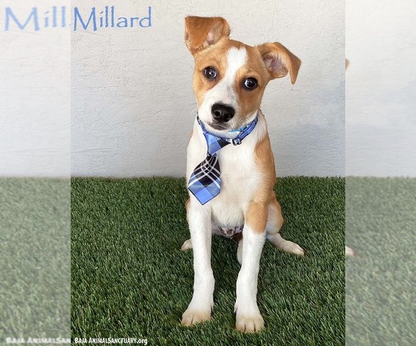 Medium Photo #1 Jug Puppy For Sale in San Diego, CA, USA