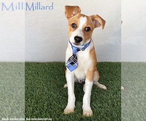 Jug Dogs for adoption in San Diego, CA, USA