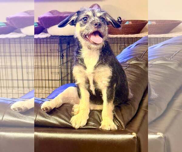 Medium Photo #6 Border Terrier-Unknown Mix Puppy For Sale in Cave Creek, AZ, USA