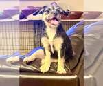 Small #5 Border Terrier Mix