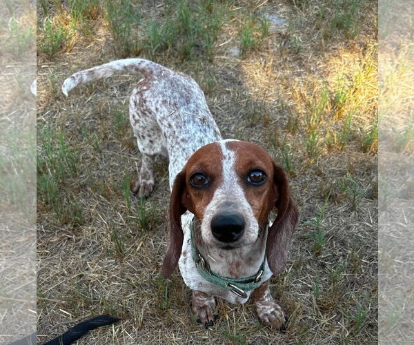 Medium Photo #9 Dachshund Puppy For Sale in Boonton, NJ, USA