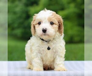 Cavachon Puppy for sale in ANNVILLE, PA, USA