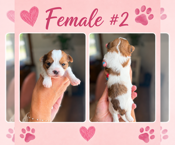 Medium Photo #2 Shorkie Tzu Puppy For Sale in LENNOX, SD, USA