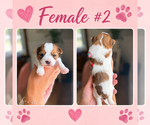 Small #1 Shorkie Tzu