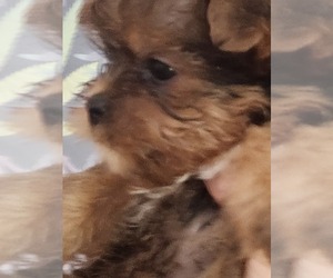 Yorkshire Terrier Puppy for sale in ROCHESTER, NH, USA