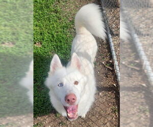 Siberian Husky Dogs for adoption in Decatur, IL, USA