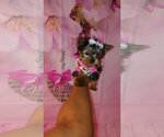 Small Photo #5 Yorkshire Terrier Puppy For Sale in SAN RAMON, CA, USA