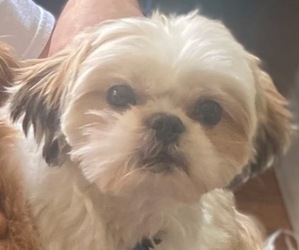 Father of the Shih Tzu puppies born on 03/07/2025