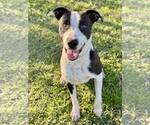 Small #1 Boxer Mix