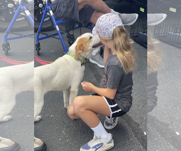 Medium Photo #59 Great Pyrenees-Unknown Mix Puppy For Sale in Mount Laurel, NJ, USA
