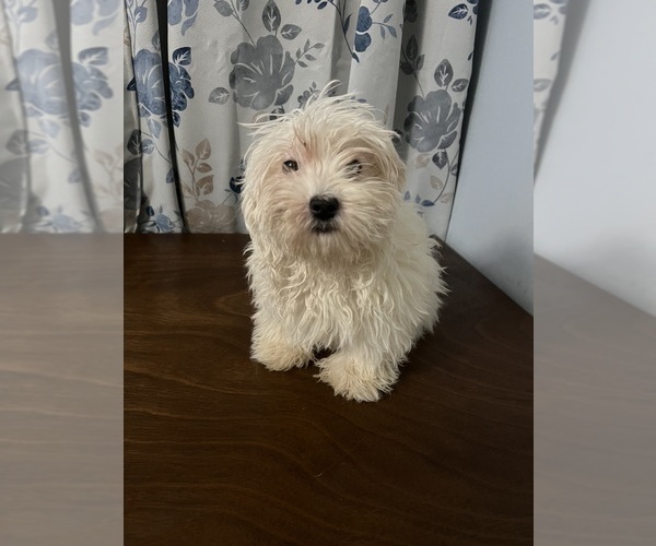 Medium Photo #48 Havanese Puppy For Sale in DURHAM, CT, USA