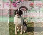 Small #1 Labrador Retriever-Treeing Walker Coonhound Mix