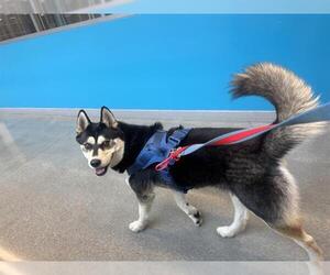 Siberian Husky Dogs for adoption in San Martin, CA, USA