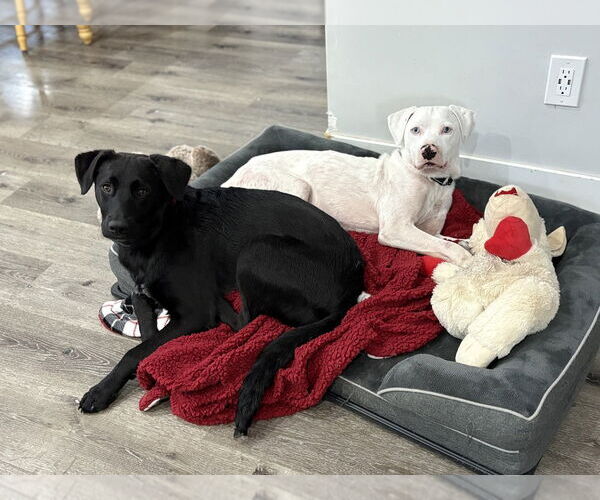 Medium Photo #1 American Pit Bull Terrier-Labrador Retriever Mix Puppy For Sale in Brewster, NY, USA