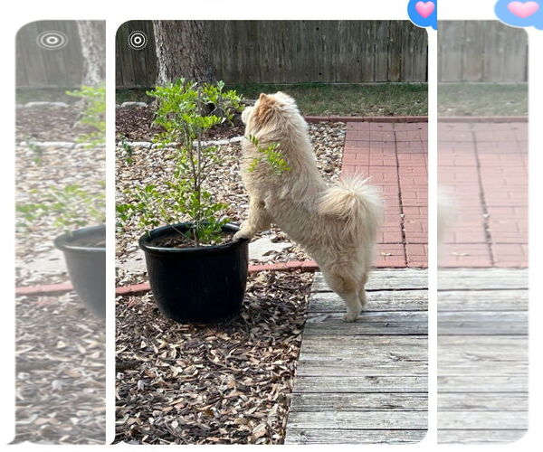 Medium Photo #4 Chow Chow Puppy For Sale in San Antonio, TX, USA