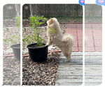 Small #3 Chow Chow