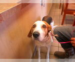 Small Treeing Walker Coonhound Mix