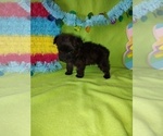 Small Photo #17 Yorkshire Terrier Puppy For Sale in LAPEER, MI, USA