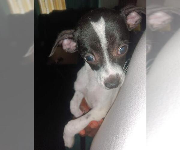 Medium Photo #2 Rat Terrier Puppy For Sale in San Antonio, TX, USA