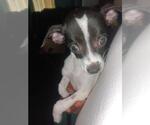 Small #1 Rat Terrier