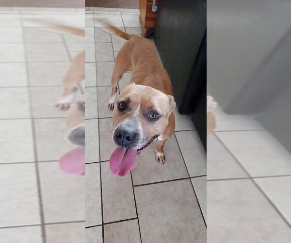 Medium Photo #31 American Pit Bull Terrier-Unknown Mix Puppy For Sale in Germantown, OH, USA