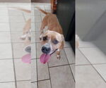 Small #30 American Pit Bull Terrier Mix