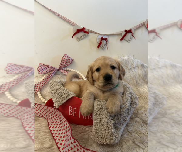 Medium Photo #34 Golden Retriever Puppy For Sale in WASECA, MN, USA