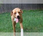 Small Photo #22 Labrador Retriever-Unknown Mix Puppy For Sale in Sebec, ME, USA