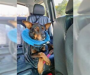 Nobel - Male Australian Kelpie-Unknown Mix Dog for Adoption - Photo #3